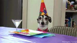 Pin By Vicente Pedro Morales Sancho On Curiosidades Funny Gif Animals New Gif