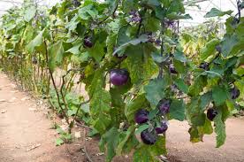 The best option is to use a standard pot, usually used for plants. How To Plant Eggplants In Your Garden Tricks To Care