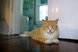 11 Facts About Hemingway S Cats Mental Floss