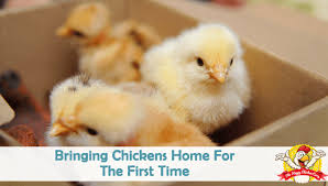 When in a flock, they will form a pecking order where each chicken has a different role of responsibility. Bringing Chickens Home For The First Time The Happy Chicken Coop