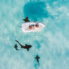 More images for boat decorations for boat parades meme face mask » July Content Calendar Ideas Templates Easil