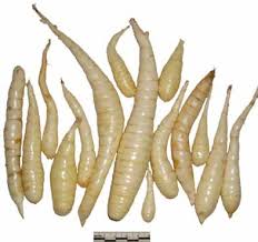 Image result for Maranta arundinacea