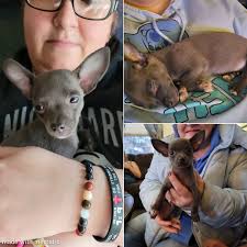 Adopted chihuahuas now 7 years old