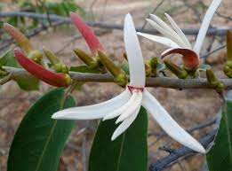 Image result for Xylopia acutiflora
