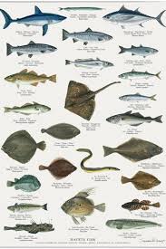 Havets Fisk Plakat Sea Fish Poster In 2020 Sea Fish Fish Animals