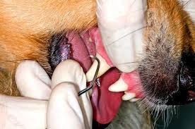 If you haven't signed up yet, inquire to the nearest vet on your area. How Much Does It Cost To Get A Dog S Teeth Cleaned