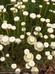 Santolina Viridis Forme Blanche Feuilles Vertes Finement Decoupees Origine Sud De L Europe Feuilles Vertes Feuillage Feuille