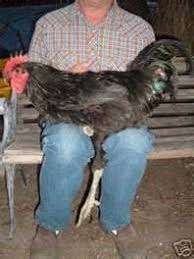 At maturity roosters often weigh an amazing 11 lb. New Jersey Giant Rooster