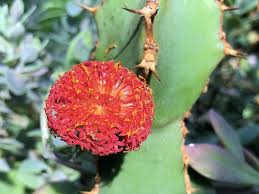 Image result for Kleinia grantii