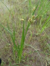 Image result for Fimbristylis quinquangularis
