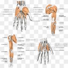 Maybe you would like to learn more about one of these? Muscles Of The Skeleton Anatomy Human Free Png And Muscles Of The Arm Transparent Png 631x631 1292241 Pngfind