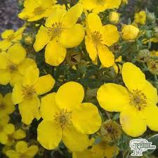 Yellow is a color that represents hope and happiness; Potentilla Fruticosa Goldfinger Types Of Soil Garden Borders Yellow Flowers