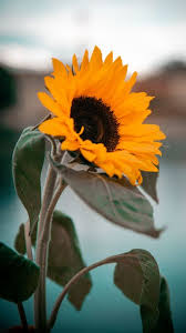 The Latest Iphone11 Iphone11 Pro Iphone 11 Pro Max Mobile Phone Hd Wallpapers Free D In 2020 Sunflower Iphone Wallpaper Yellow Flower Wallpaper Free Flower Wallpaper