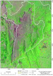 Image result for Schizochilus lepidus