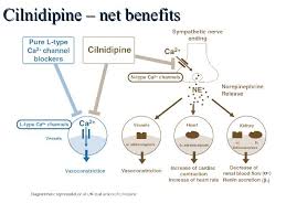 cilnidipine an l n type calcium channel blocker changes