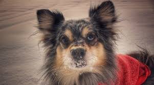 Maybe you would like to learn more about one of these? Australian Shepherd Pomeranian Mix Breed Info Puppy Costs More