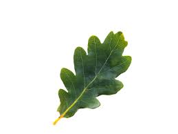 English Oak Tree Leaf Png English Oak Tree Plant Leaves Tree Leaves