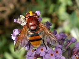 Black And White Insect With Wings Uk Volucella Zonaria Female One Of Largest Uk Hoverflies Easily Recognised By Its Yellow And Black Banded Abdomen Plus S Insects Garden Insects Solitary Bees