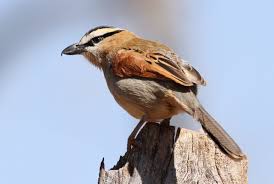 Birds Of South Africa Gauteng Black Crowned Tchagra Nature Reserve Backyard Birds Africa