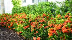 Image result for Ixora hartiana