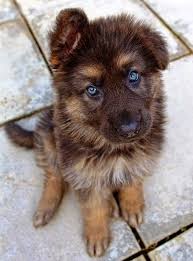 Black And Brown Husky Shepherd Mix The Friendly Fur 5 Most Amazing Hybrid Breeds Cute Animals Cute Dogs Puppies