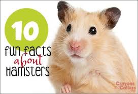 10 Fun Facts About Hamsters Crayons And Collars Life With Kids And Pets Fun Facts Hamster Animals For Kids