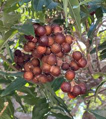 Image result for Sapindus