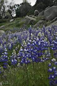 Douglas S Lupine Lupinus Nanus Wild Flower Meadow Wild Flowers Landscape