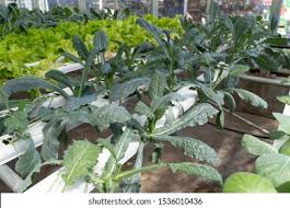 Aquaponic Hydroponic Farming Gardening Lettuce Kale Stock Photo 1536010436 Shutterstock