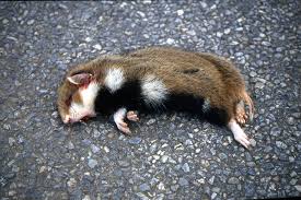 In der europäischen union wird der feldhamster (cricetus cricetus) schon streng geschützt, aber bei der iucn galt er bislang mangels erhebungen gar nicht als gefährdet. Feldhamster Schutz In Bayern Lbv Gemeinsam Bayerns Natur Schutzen