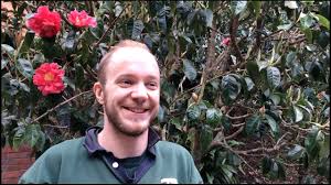 Maybe you would like to learn more about one of these? Camellia Pruning Youtube
