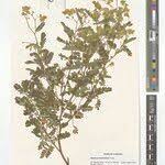 Image result for Humularia