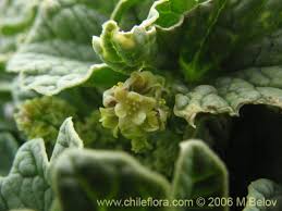 Image result for Dioscorea minutiflora