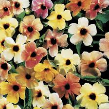 Image result for Thunbergia serpens