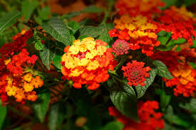 Image result for Lantana camara
