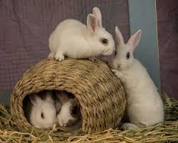Find an animal shelter or rescue group. Rabbit Rescue Shelter Los Angeles Bunny Adoption Boarding And Rabbit Care Information
