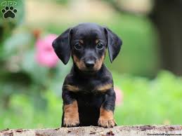 Black And Tan Puggle Puppies For Sale Pin En Animales