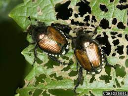 The life of a rose bush has a nice, predictable rhythm. Rose Insects Related Pests Home Garden Information Center
