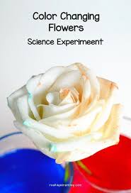 Color Changing Flowers Science Project Flowers Science Project Science Fair Projects Middle School Science Fair Projects
