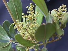 Image result for Searsia lucida