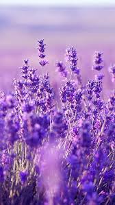 Pretty Flower Wallpaper Iphone Backgrounds The Best Beautiful Flower Wallpaper Aesthetics An In 2020 Flower Iphone Wallpaper Purple Flowers Wallpaper Flower Aesthetic