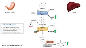 Ethanol Absorption And Metabolism Alcohol Metabolism Pathway