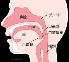 いびき、睡眠時無呼吸症候群 ｜ 楓みみはなのどクリニック｜一宮市