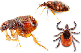 Pest guard exterminating, exterminator florence ky, we are a kentucky & ohio licensed business specializing in termite control among many other pests. Bed Bug Exterminator Service In Cincinnati Dayton Middletown Trs Extermination