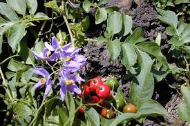 The list of nightshades includes fruits and vegetables such as tomatoes, potatoes. Nightshade Vegetables Wiki List Of Foods With Benefits And Allergy Precautions