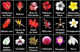 Jouer Avec Les Fleurs Exotiques De Martinique Reconstituez Les Paires Fleurs Exotiques Fleurs Martinique Fleurs
