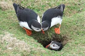 It is show and tell day, and boy do they have some things to show! May 2 2018 Puffins On Skomer Island Wales Puffins Bird Puffin Pet Birds