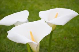 The spike inside the calla lily flower is actually the true flower; The History Of Calla Lily And Its Meanings Morflora