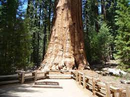 See 320 reviews, articles, and 557 photos of sequoia national park, ranked no.1 on tripadvisor among 10 attractions in visalia. Dorst Creek Campground Pet Policy Sequoia National Park Camping Colorado Springs Camping Sequoia Camping