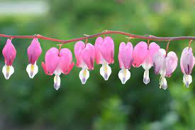 Historically cultivated for medicinal purposes, it has also been widely used as an insect repellent and organic. Flower Garden Designs Three Season Flower Bed The Old Farmer S Almanac